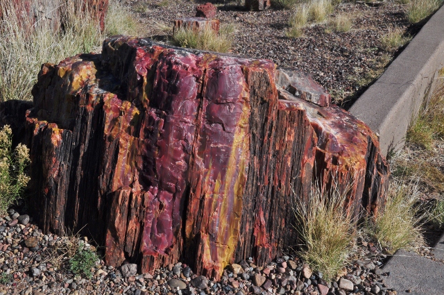 petrified forest